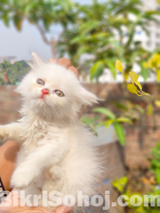 Traditional Persian Cat